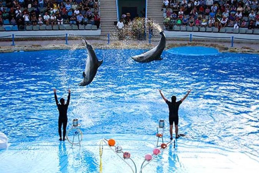 Hurghada Dolphin Show { Swim With Dolphin IS EXTRA